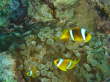 Anemonenfische5