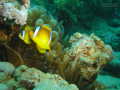 Rotmeer-Anemonenfische