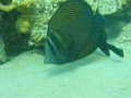 Brauner Segelflossendoktorfisch