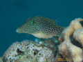 Rotmeerperl-Spitzkopfkugelfisch