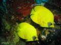 zwei leuchtende Masken-Falterfische