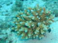 Korallen-Struchen
