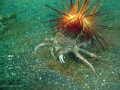 Krabbe mit Seestern