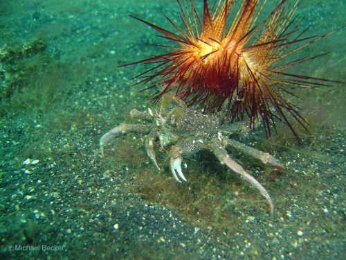 Krabbe mit Seestern
